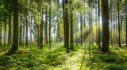 Analisis Dampak Perubahan Penggunaan Lahan terhadap Keseimbangan Ekosistem dan Biodiversitas Tanaman