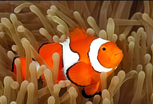 Panduan Lengkap Memelihara Ikan Hias Clownfish