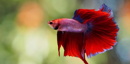 Panduan Lengkap Memelihara Ikan Hias Siamese Fighting Fish