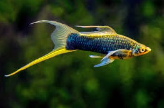 Panduan Lengkap Memelihara Ikan Swordtail: Informasi dan Tips Perawatan