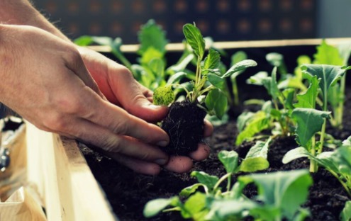 Pengaruh Kualitas Tanah terhadap Pertumbuhan dan Hasil Tanaman Hortikultura