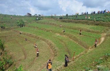 Evaluasi Efektivitas Program Rehabilitasi Lahan Terdegradasi dalam Peningkatan Produksi Tanaman Pangan