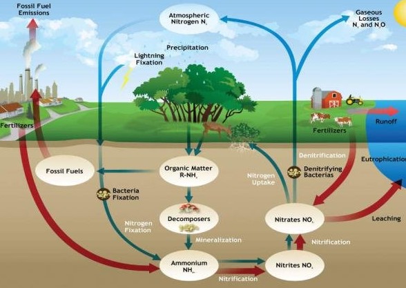 Peran Rhizobium dalam Fiksasi Nitrogen pada Tanaman Legum