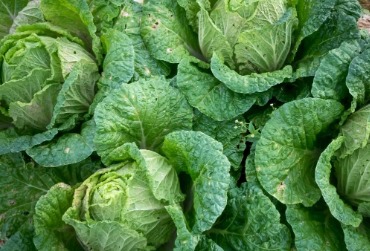 Pengaruh Nutrisi Mikro terhadap Kualitas Tanaman Buah