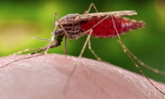 Evaluasi Efektivitas Program Pemberantasan Malaria dalam Pengendalian Penyakit Tropis