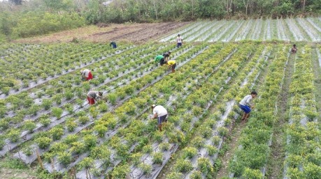 Pengaruh Penggunaan Hormon Tumbuh pada Perbanyakan dan Pengembangan Tanaman Unggul