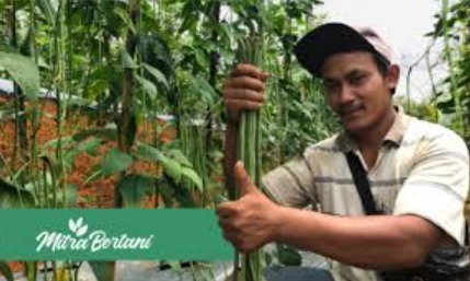 Pengaruh Varietas Tanaman terhadap Hasil dan Kualitas Buah