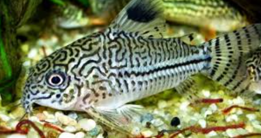 Ikan Corydoras: Panduan Lengkap untuk Pecinta Akuarium