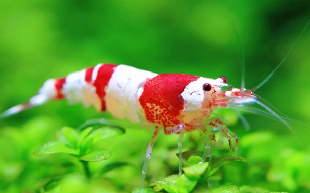 Cherry Shrimp: Udang Hias yang Menawan untuk Akuarium Anda